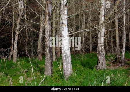 Silberne Birke (Betula pendula). Sehenswürdigkeiten im Wald: Bäume; Rinde; Wurzeln; Textur. Stockfoto