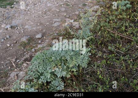 Artemisia absinthium, gewöhnlicher Wermut. Wildpflanze im Sommer erschossen. Stockfoto