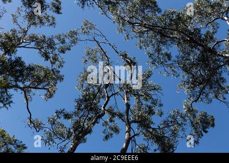 Blick auf den blauen Himmel in Richtung der Spitze der einheimischen Bäume und Äste von Sonnenlicht getroffen an sonnigen Tag in Apollo Bay während einer Wanderung Stockfoto