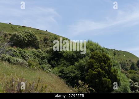 Blick auf Schafe auf Hügel grasen auf Gras von Bäumen umgeben an sonnigen Tag beim Wandern Stockfoto