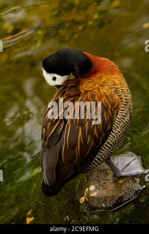 Nahaufnahme eines weißen gesichtenpfeifenden Enten (Dendrocygna viduata), der auf einem Stein in einem Teich ruht. Dieser Vogel legt seinen Kopf auf den Rücken, um zu schlafen. Dies Stockfoto