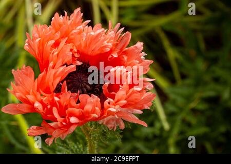 Nahaufnahme eines isolierten Bildes einer Vielzahl von Chrysanthemum und Morifolium hyrid Blume. Diese hat mehrere orange, rot Gänseblümchen wie Blütenblätter und prominente Stame Stockfoto