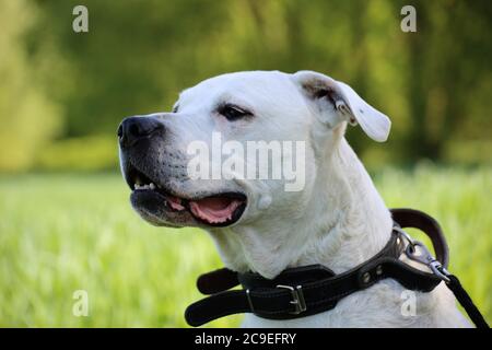 Dogo Argentino (Argentinischer Mastiff) Stockfoto