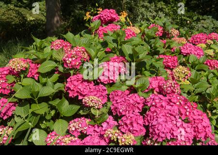 Atemberaubende Sommer blühende helle rosa MOPHEAD Hydrangea macrophylla 'Nigra' (Hortensia Hydrangea) wächst in einem Waldgarten in Surrey, England, Großbritannien Stockfoto