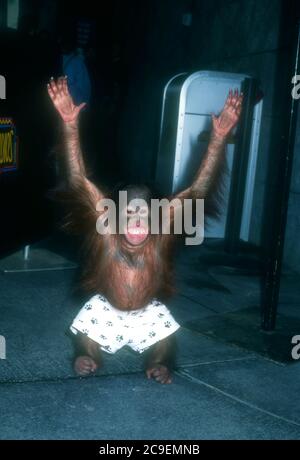 Universal City, California, USA 17. Februar 1996 ein Orangutan nimmt am 17. Februar 1996 an der "Party of Five"-Besetzung Meet & Greet in den Universal Studios in Universal City, Kalifornien, USA Teil. Foto von Barry King/Alamy Stockfoto Stockfoto