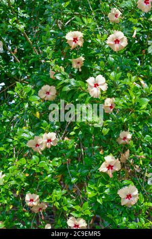 Viele Weiße Chaina Rose Blumen Auf Baum. Sieht aus wie EIN Hintergrund von grünen Blättern. Stockfoto