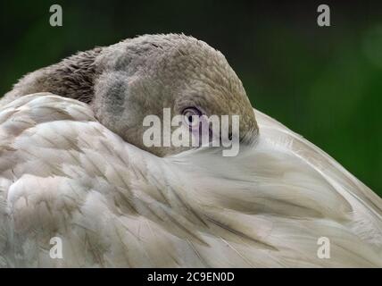 Flamingo, (Ordnung Phoenicopteriformes), eine von sechs Arten von hohen, rosa watenden Vögeln mit dicken niedergedrehten Scheinen. Flamingos haben schlanke Beine. Stockfoto