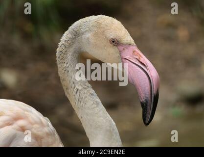 Flamingo, (Ordnung Phoenicopteriformes), eine von sechs Arten von hohen, rosa watenden Vögeln mit dicken niedergedrehten Scheinen. Flamingos haben schlanke Beine. Stockfoto