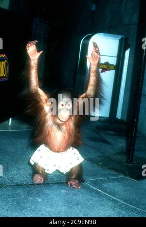 Universal City, California, USA 17. Februar 1996 ein Orangutan nimmt am 17. Februar 1996 an der "Party of Five"-Besetzung Meet & Greet in den Universal Studios in Universal City, Kalifornien, USA Teil. Foto von Barry King/Alamy Stockfoto Stockfoto