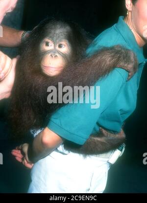 Universal City, California, USA 17. Februar 1996 ein Orangutan nimmt am 17. Februar 1996 an der "Party of Five"-Besetzung Meet & Greet in den Universal Studios in Universal City, Kalifornien, USA Teil. Foto von Barry King/Alamy Stockfoto Stockfoto