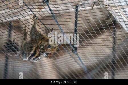 Chipmunk hängt kopfüber an der Decke des Käfigs im Zoo. Stockfoto