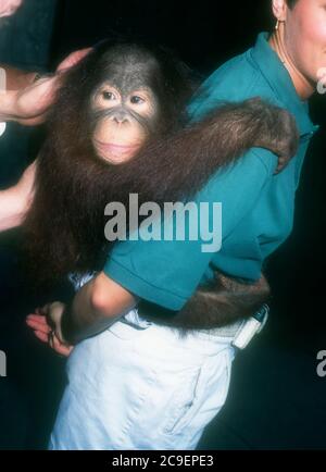 Universal City, California, USA 17. Februar 1996 ein Orangutan nimmt am 17. Februar 1996 an der "Party of Five"-Besetzung Meet & Greet in den Universal Studios in Universal City, Kalifornien, USA Teil. Foto von Barry King/Alamy Stockfoto Stockfoto