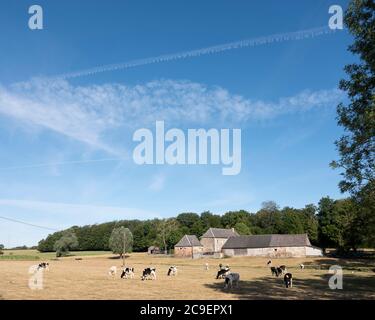 Kühe im Norden frankreichs bei saint-quentin und valenciennes Stockfoto