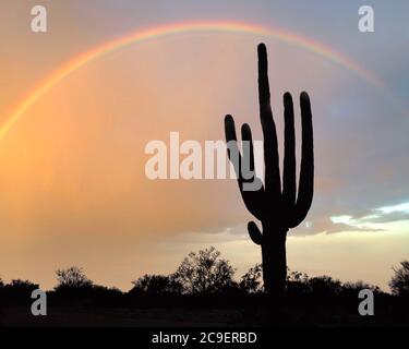 USA - ARIZONA: Rainbow over Giant Saguaro Cactus Stockfoto
