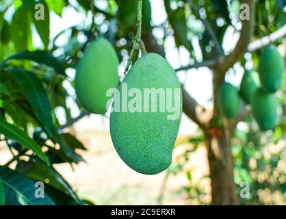 Grüne Mangos Im Baum In Der Sommersaison Auf Weichzeichner Hintergrund. Stockfoto