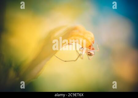 Kleine Spinne auf einer gelben Blume. Gelber und blauer Hintergrund Stockfoto