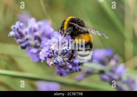 Hummel auf einer Blüte lila Lavendel Blume und grüne Gras in den Wiesen oder Felder Blurry natürlichen Hintergrund Weichzeichner. Stockfoto