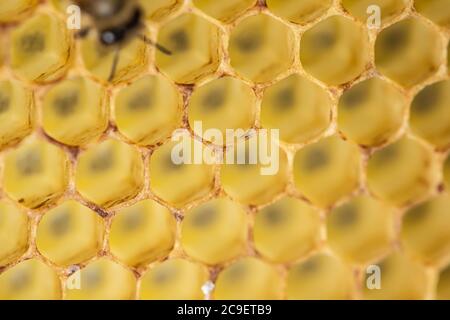 Honig Kamm Gold Hintergrund Textur natürliche Zelle Nahaufnahme Makro. Stockfoto