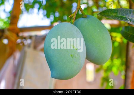 Zweig Der Rohen Grünen Mangos Frucht Auf Baum. Schön Auf Hintergrund Weichzeichnen. Stockfoto