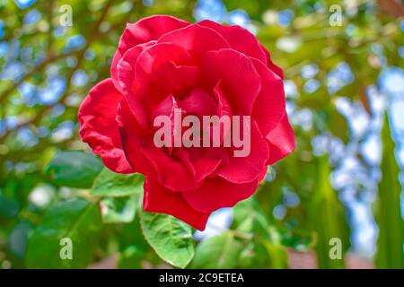 Rote Rose Nahaufnahme Mit Schönen Blütenblättern. Attraktiv Auf Weichzeichner Grünem Hintergrund. Stockfoto