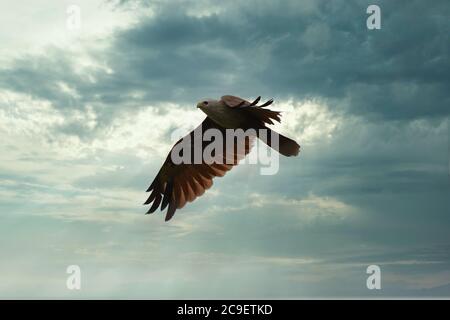 Brahminy Kite fliegt hoch mit Flügel am wolkigen Himmel verteilt. Stockfoto