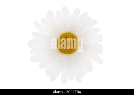 Shasta Daisy auf weißem Hintergrund Stockfoto