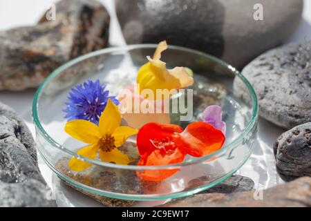 Natürliche Botanik / Elemente / Kunst / Kreative Botanik / Gesundheitskonzept - Wildblumen unter Glas, Mineralien, Steine Anordnung . Stockfoto