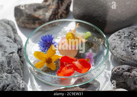 Natürliche Botanik / Elemente / Kunst / Kreative Botanik / Gesundheitskonzept - Wildblumen unter Glas, Mineralien, Steine Anordnung . Stockfoto