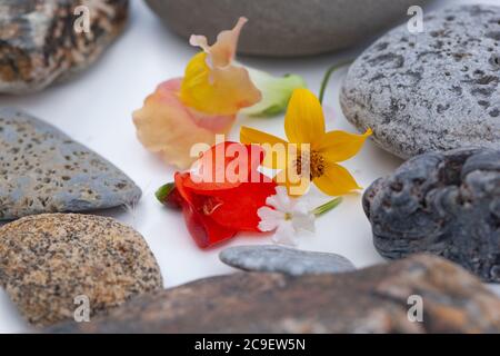 Natürliche Botanik / Elemente / Kunst / Kreative Botanik / Gesundheitskonzept - Wildblumen, Mineralien, Steine Anordnung . Stockfoto