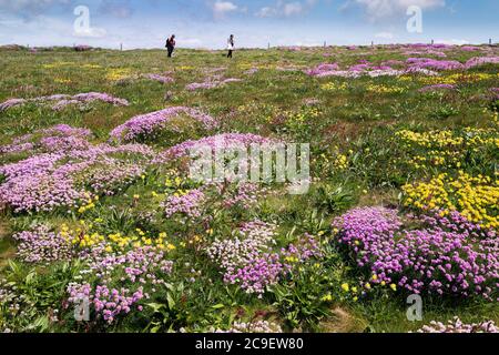 Meeresblüte Armeria maritima und Nierenziefer Anthyllis velneraria wächst auf dem Küstenpfad bei Bedruthan Steps in Carnewas in Cornwall. Stockfoto