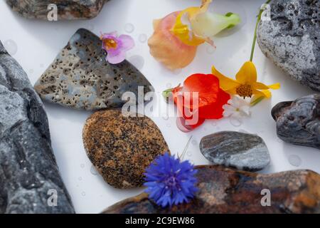 Natürliche Botanik / Elemente / Kunst / Kreative Botanik / Gesundheitskonzept - Wildblumen, Mineralien, Steine Anordnung . Stockfoto