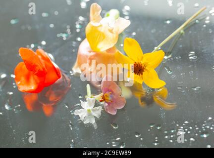 Glas Botanicals / Konzepte/ Naturelemente / Gesundheit & Schönheit /Stillleben/ Bildende Kunst - hochauflösendes Bild - nasse Blumen auf Glas angeordnet Stockfoto