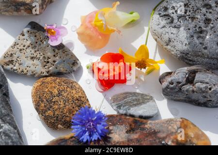 Natürliche Botanik / Elemente / Kunst / Kreative Botanik / Gesundheitskonzept - Wildblumen, Mineralien, Steine Anordnung . Stockfoto