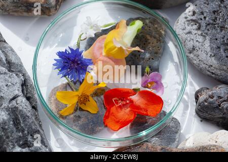 Natürliche Botanik / Elemente / Kunst / Kreative Botanik / Gesundheitskonzept - Wildblumen unter Glas, Mineralien, Steine Anordnung . Stockfoto