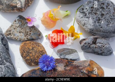 Natürliche Botanik / Elemente / Kunst / Kreative Botanik / Gesundheitskonzept - Wildblumen, Mineralien, Steine Anordnung . Stockfoto