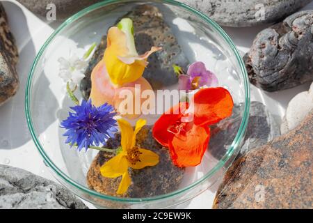 Natürliche Botanik / Elemente / Kunst / Kreative Botanik / Gesundheitskonzept - Wildblumen unter Glas, Mineralien, Steine Anordnung . Stockfoto