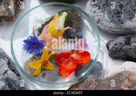 Natürliche Botanik / Elemente / Kunst / Kreative Botanik / Gesundheitskonzept - Wildblumen unter Glas, Mineralien, Steine Anordnung . Stockfoto