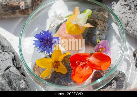 Natürliche Botanik / Elemente / Kunst / Kreative Botanik / Gesundheitskonzept - Wildblumen unter Glas, Mineralien, Steine Anordnung . Stockfoto