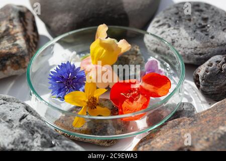 Natürliche Botanik / Elemente / Kunst / Kreative Botanik / Gesundheitskonzept - Wildblumen unter Glas, Mineralien, Steine Anordnung . Stockfoto