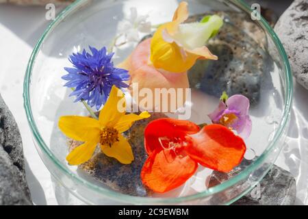 Natürliche Botanik / Elemente / Kunst / Kreative Botanik / Gesundheitskonzept - Wildblumen unter Glas, Mineralien, Steine Anordnung . Stockfoto
