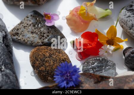 Natürliche Botanik / Elemente / Kunst / Kreative Botanik / Gesundheitskonzept - Wildblumen, Mineralien, Steine Anordnung . Stockfoto
