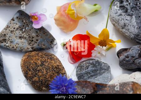 Natürliche Botanik / Elemente / Kunst / Kreative Botanik / Gesundheitskonzept - Wildblumen, Mineralien, Steine Anordnung . Stockfoto