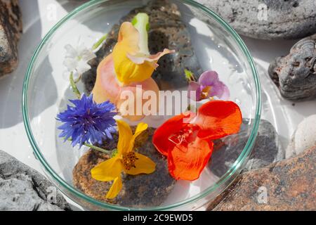 Natürliche Botanik / Elemente / Kunst / Kreative Botanik / Gesundheitskonzept - Wildblumen unter Glas, Mineralien, Steine Anordnung . Stockfoto