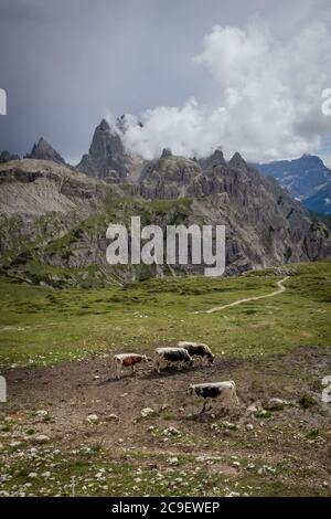 Schöne Szene einer Gruppe von Kühen auf einer grünen Wiese vor dramatischen Berggipfeln in den italienischen Dolomiten, aufgenommen an einem bewölkten Sommertag, di Stockfoto