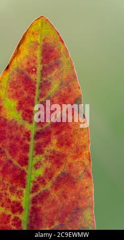 Isoliertes rotes Blatt auf grünem Hintergrund. Herbstliches Konzept. lesezeichenformat Stockfoto
