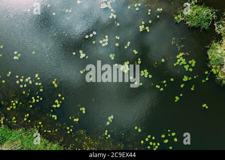 Draufsicht Auf Kleine Blätter Von Jungen Lilien Auf Der Oberfläche Des Flusses Lake Moor Stockfoto