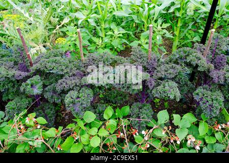 Reich bepflanzte englische Küche Garten - John Gollop Stockfoto