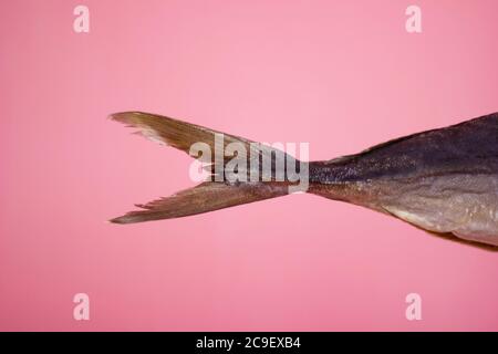 Thunfisch auf rosa Hintergrund, gesalzen getrocknet - isolieren, Schwanz Stockfoto