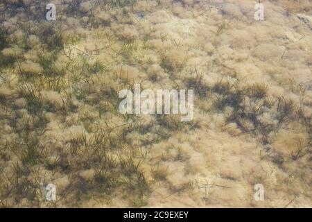 Algen unter Wasser im flachen Wasser, Textur Unterwasserwelt, Meer Stockfoto