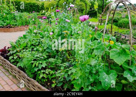 Reich bepflanzte englische Küche Garten - John Gollop Stockfoto